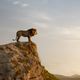 Musafa y Simba en el remake de El Rey León.